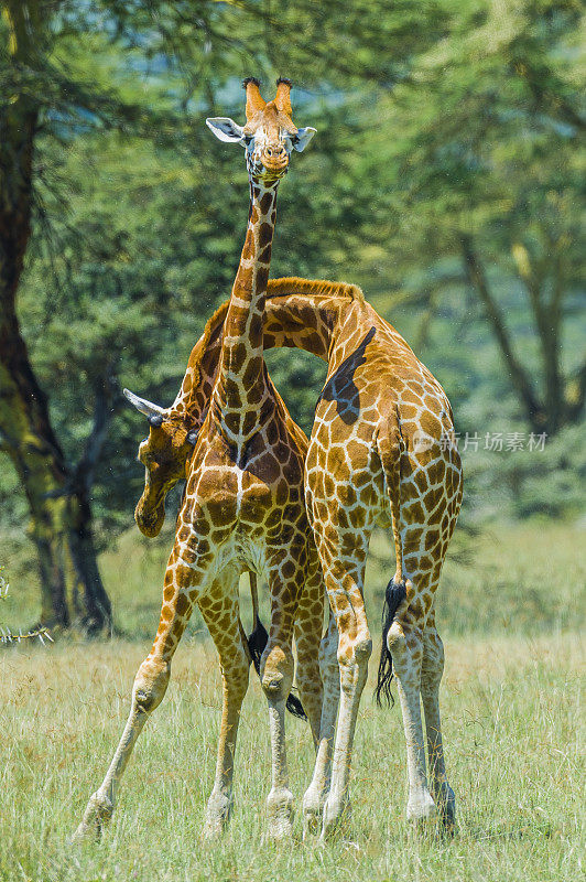 罗斯柴尔德长颈鹿(Giraffa camelopardalis rothschildi)是最濒危的长颈鹿亚种之一，野生长颈鹿只有几百只。纳库鲁湖国家公园，肯尼亚。战斗。